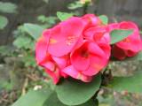 110-1100_IMG.JPG