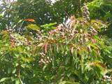 111-1188_IMG.JPG