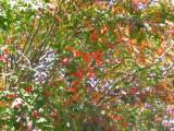 115-1502_IMG.JPG