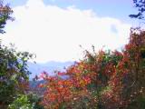 115-1508_IMG.JPG