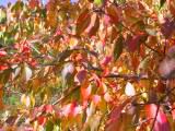115-1525_IMG.JPG