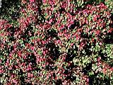 116-1624_IMG.JPG