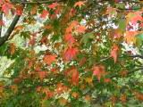 116-1698_IMG.JPG