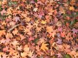 117-1701_IMG.JPG