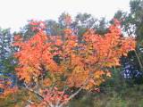 117-1703_IMG.JPG