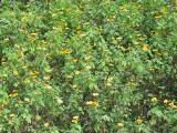 117-1744_IMG.JPG