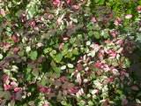 120-2046_IMG.JPG