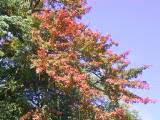 121-2115_IMG.JPG
