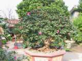 121-2194_IMG.JPG
