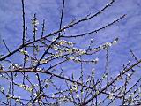 123-2343_IMG.JPG