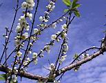 123-2350b_IMG.JPG
