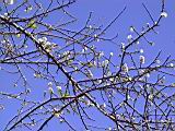 123-2382_IMG.JPG