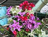 123-2315_IMG.JPG