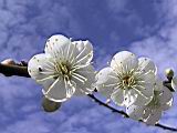 123-2322B_IMG.JPG