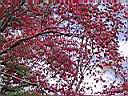 124-2495_IMG.JPG