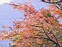 124-2500b_IMG.JPG