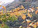 125-2545_IMG.JPG
