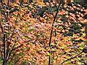 126-2601b_IMG.JPG