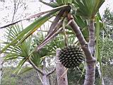126-2628_IMG.JPG
