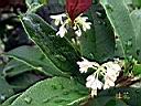178-7877_IMG.JPG