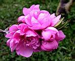 114-1479_IMG.JPG