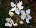 115-1504_IMG.JPG