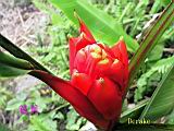 133-3332_IMG.JPG