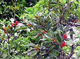 134-3403_IMG.JPG