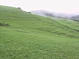 135-3575_IMG.JPG