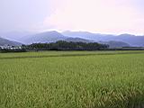 142-4270_IMG.JPG