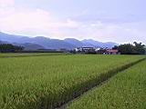 142-4271_IMG.JPG