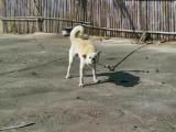 182-8240_IMG.JPG