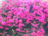 182-8284_IMG.JPG