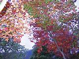 184-8432_IMG.JPG