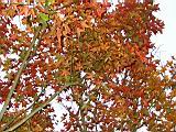 184-8436_IMG.JPG