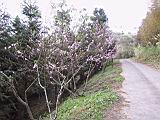 IMG_7000.JPG