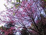 IMG_7063.JPG
