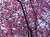 IMG_7064.JPG