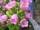 IMG_7258.JPG