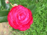 IMG_7275.JPG