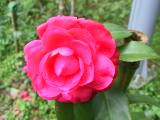 IMG_7276.JPG