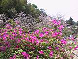 IMG_7349.JPG