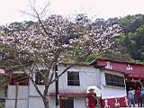 IMG_7352.JPG