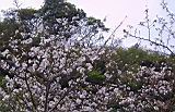 IMG_7355.JPG