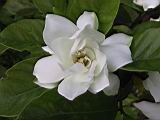 IMG_7485.JPG