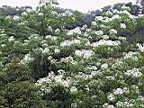 IMG_7486.JPG