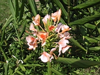 IMG_7795.JPG