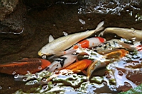 IMG_8310.JPG
