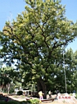 IMG_8296.JPG