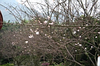 IMG_9296.JPG